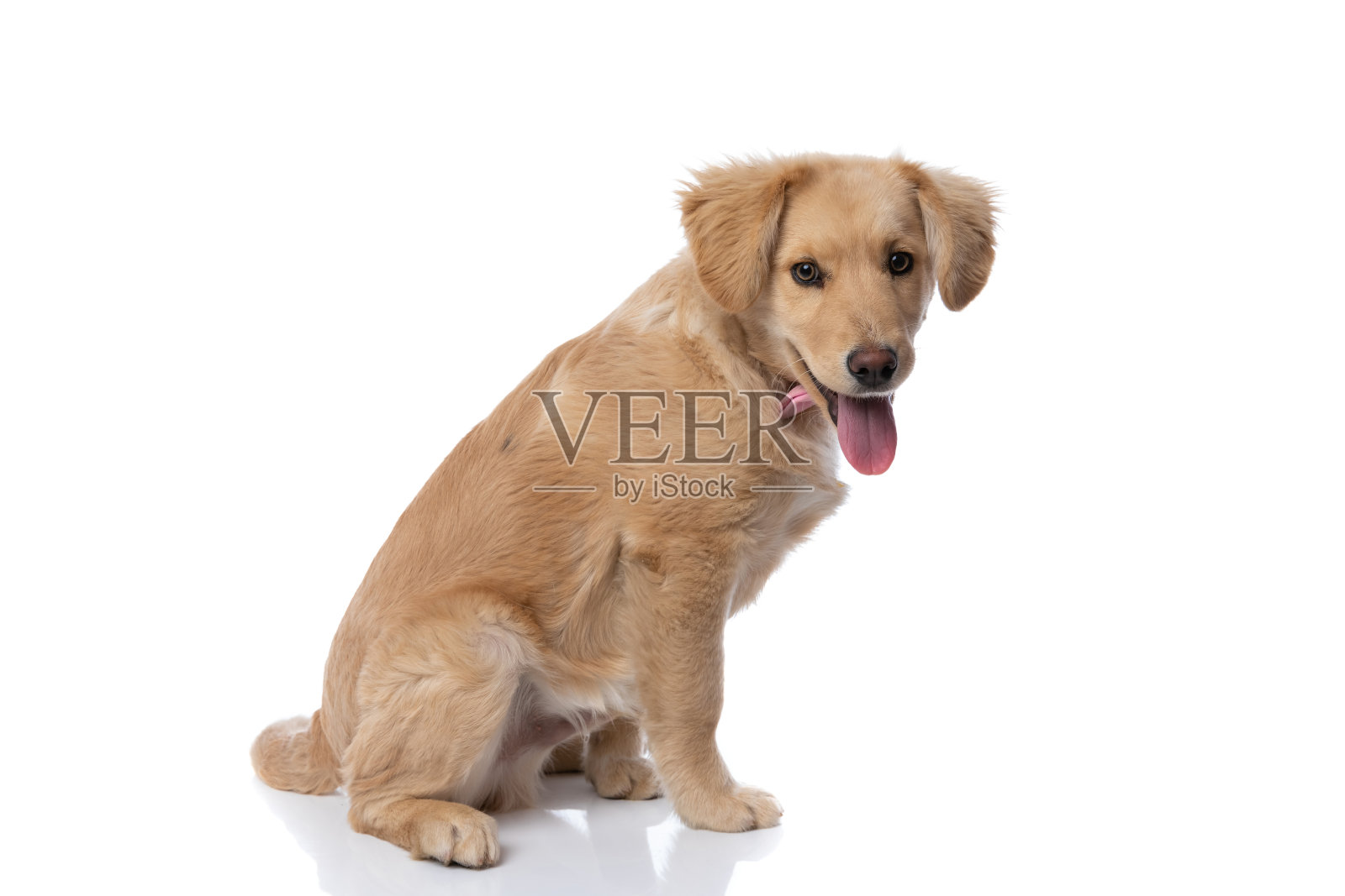 侧面的拉布拉多寻回小狗伸出舌头照片摄影图片