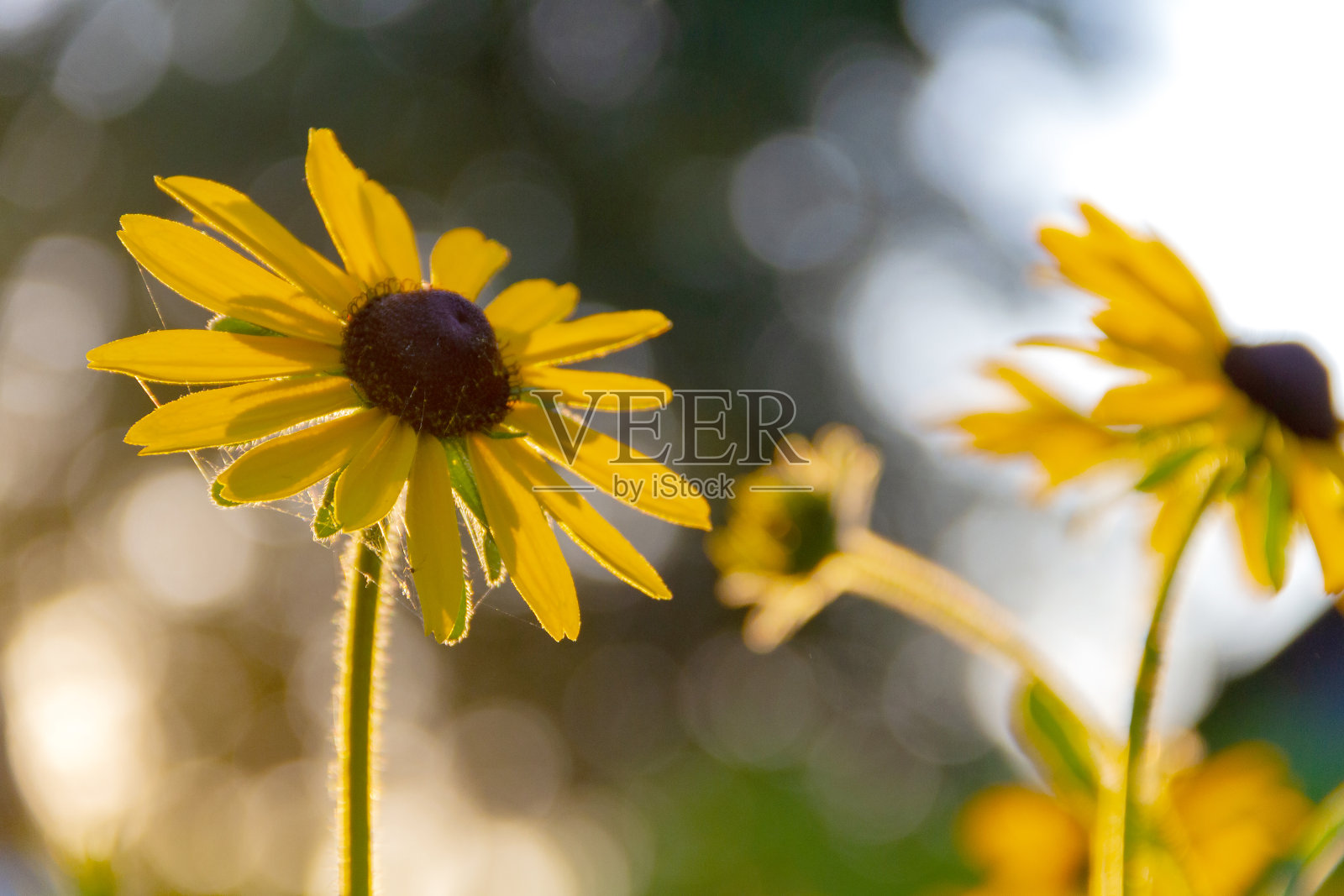 花园里长着黄色洋甘菊的特写照片摄影图片