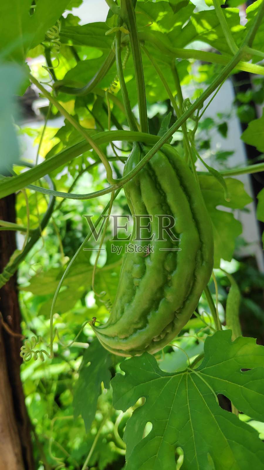 苦瓜照片摄影图片