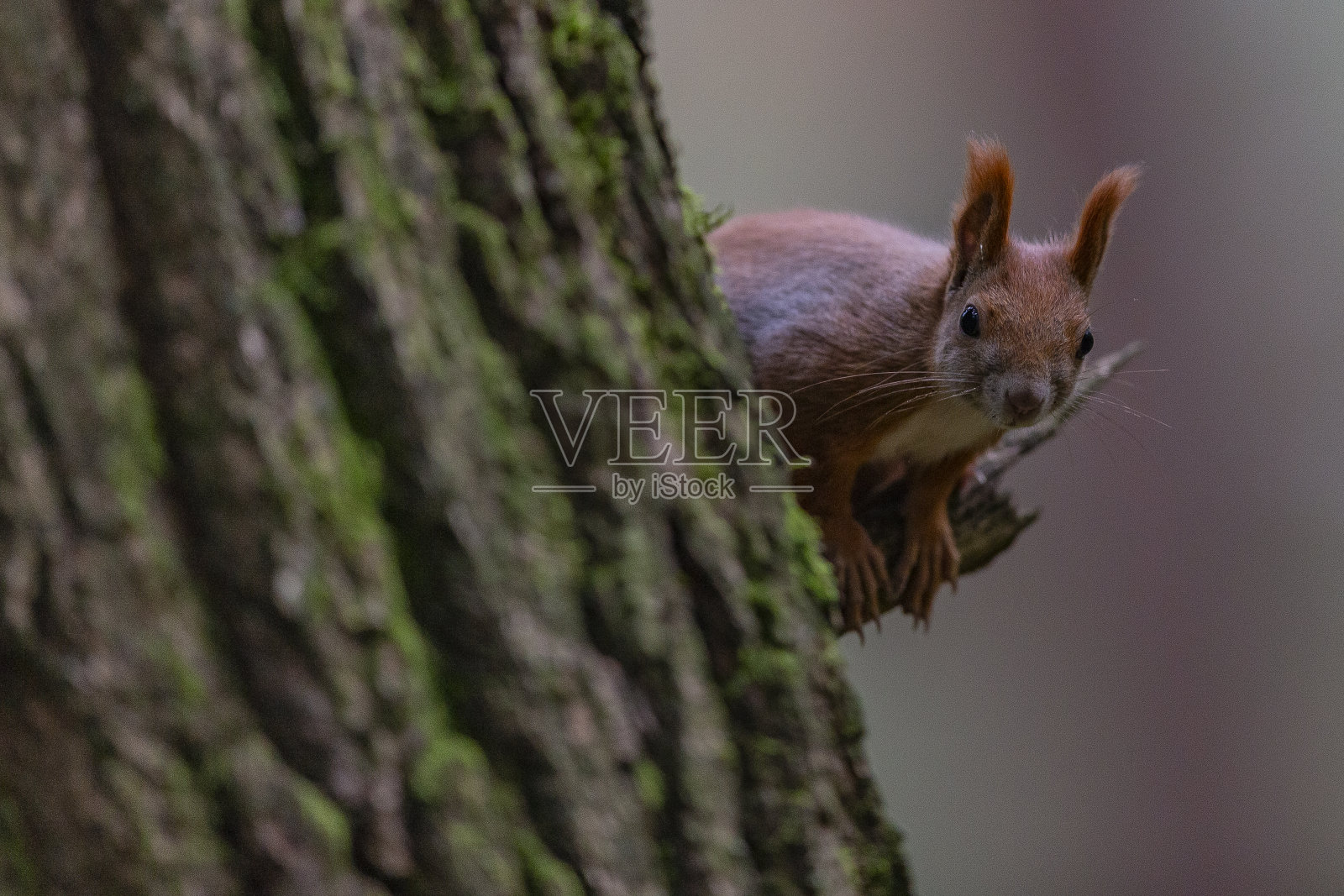 树上的松鼠照片摄影图片