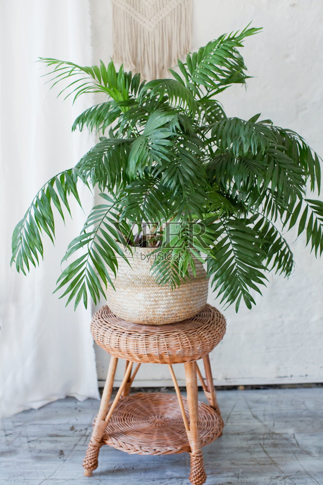 柳条篮子里的槟榔照片摄影图片