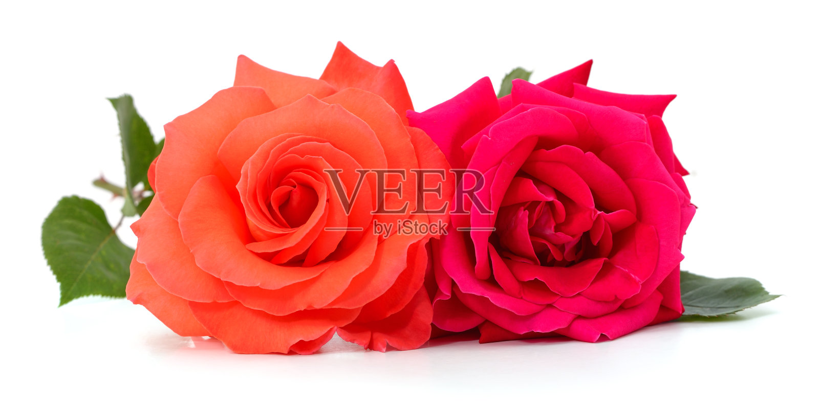 红色和橙色的玫瑰带着叶子。照片摄影图片