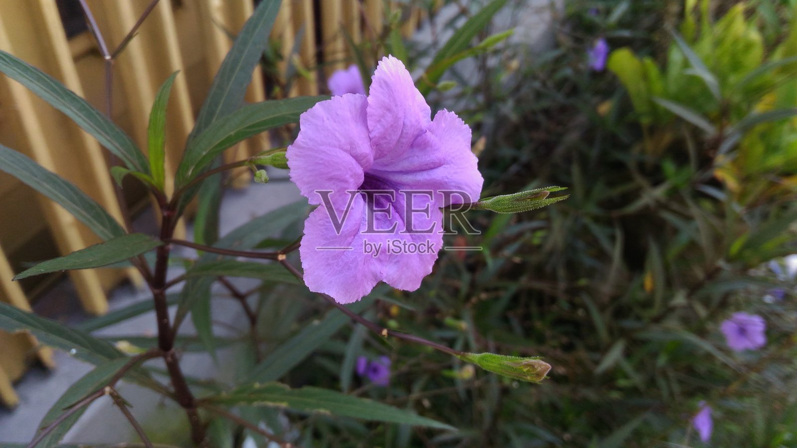 Ruellia单纯形花照片摄影图片