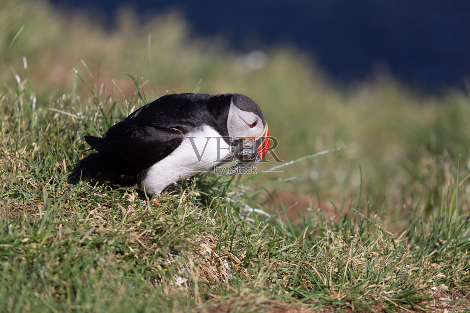 角嘴海雀照片摄影图片