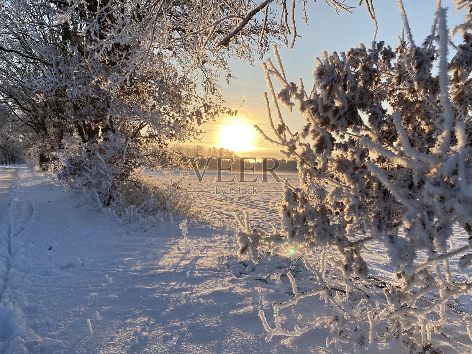 阳光照耀着结霜的森林照片摄影图片