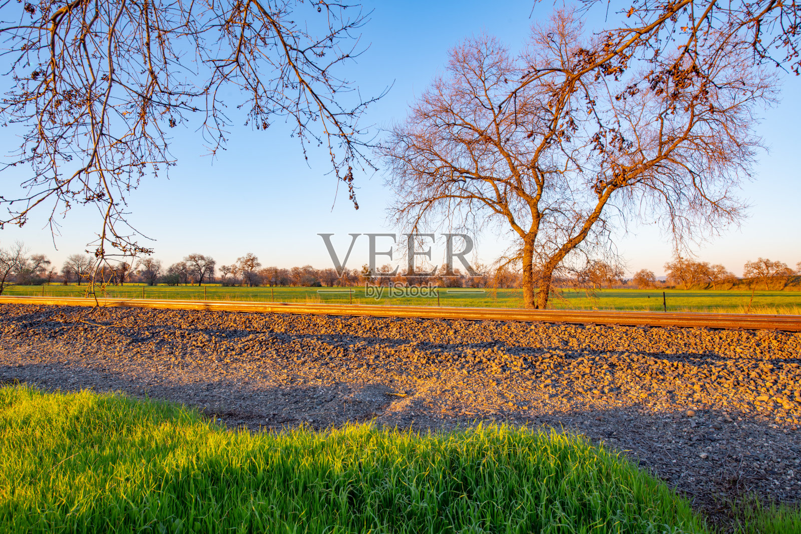 草地前面的树照片摄影图片