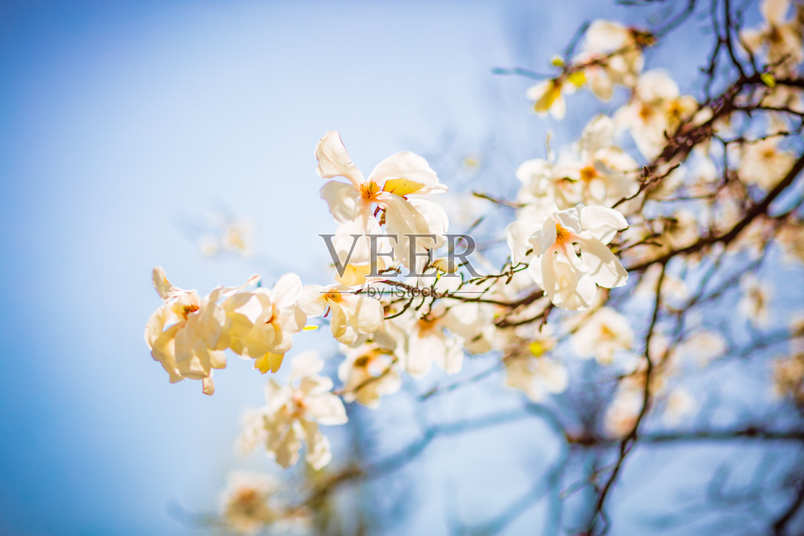 灿烂茂盛的木兰花在阳光下的蓝天。照片摄影图片