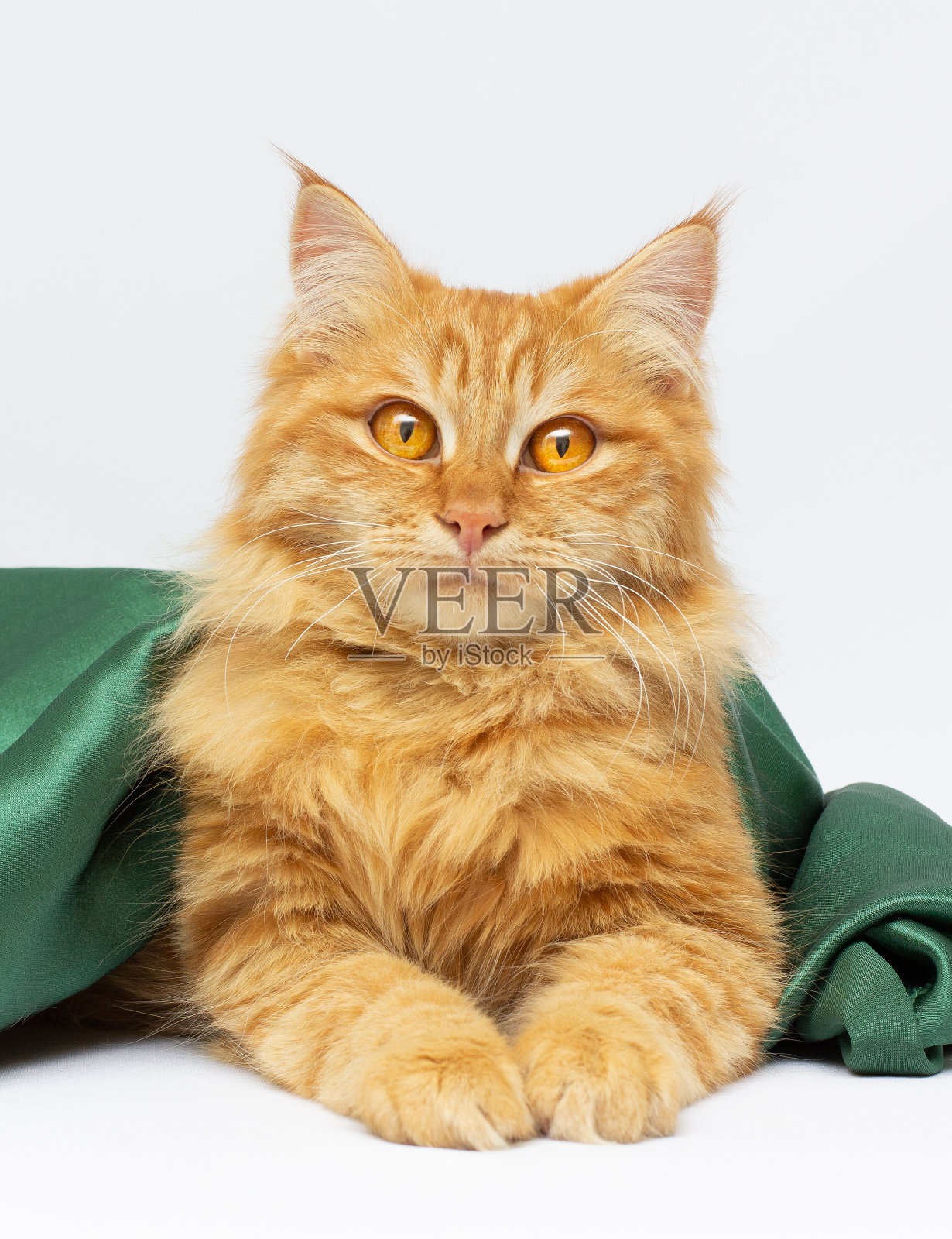 绿毯子下的大红猫照片摄影图片