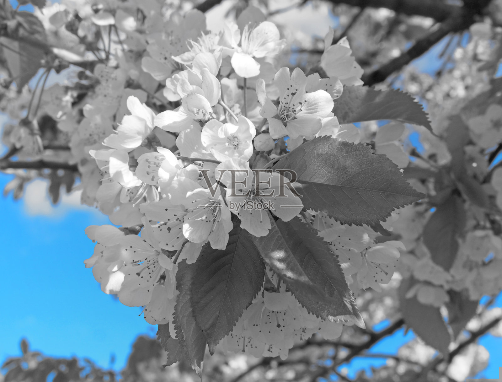 复古双色柔软的春天樱花与蓝天相映成趣照片摄影图片