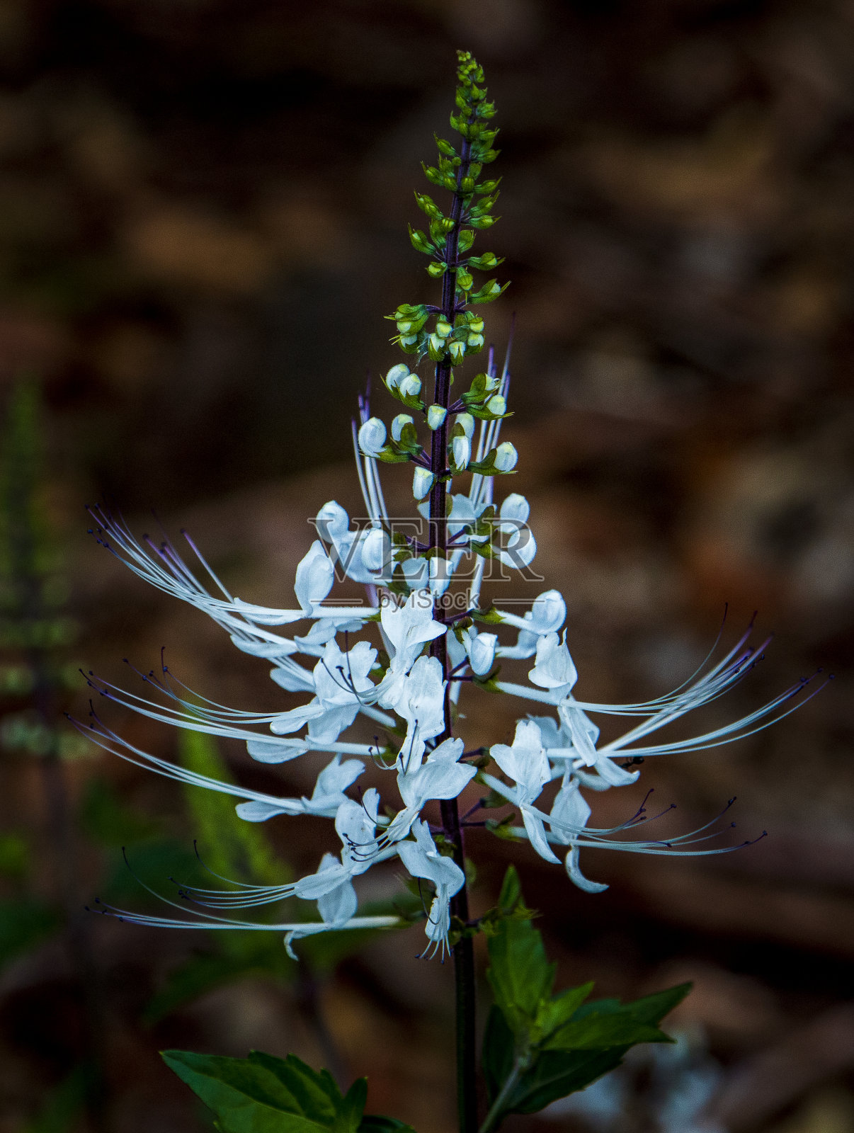 漂亮的植物照片摄影图片