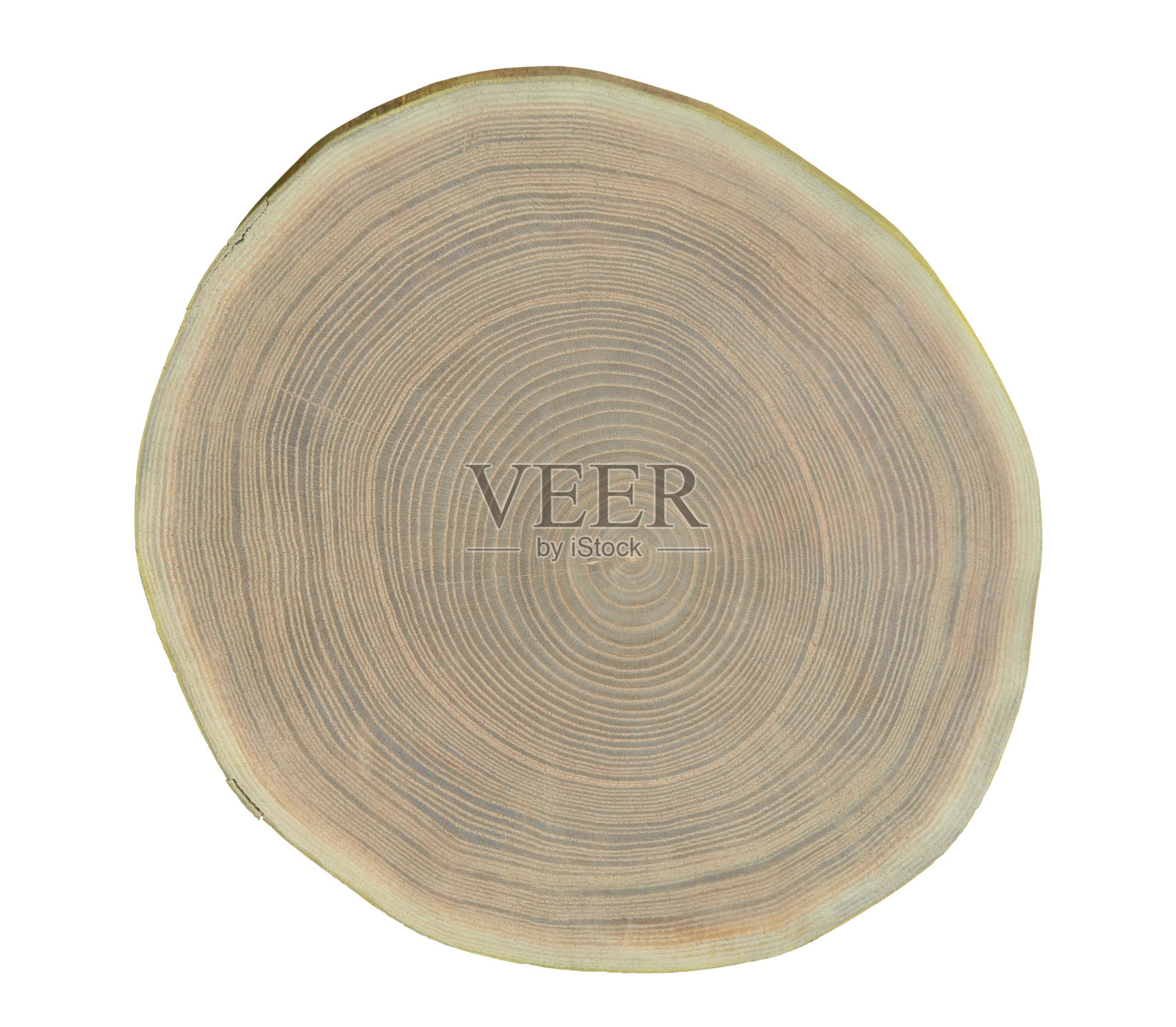 树木(Maakia amurensis)的砍伐表面照片摄影图片