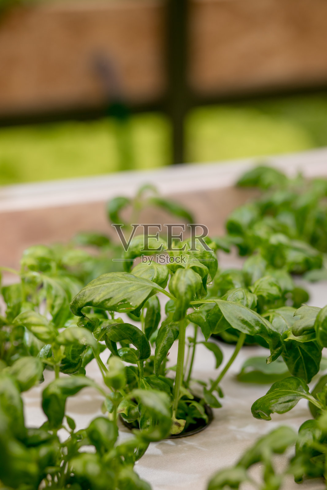 在水培系统中种植罗勒和草本植物,种子荚由岩棉制成。素食和健康的饮食观念。发芽的种子,微小的绿色。照片摄影图片