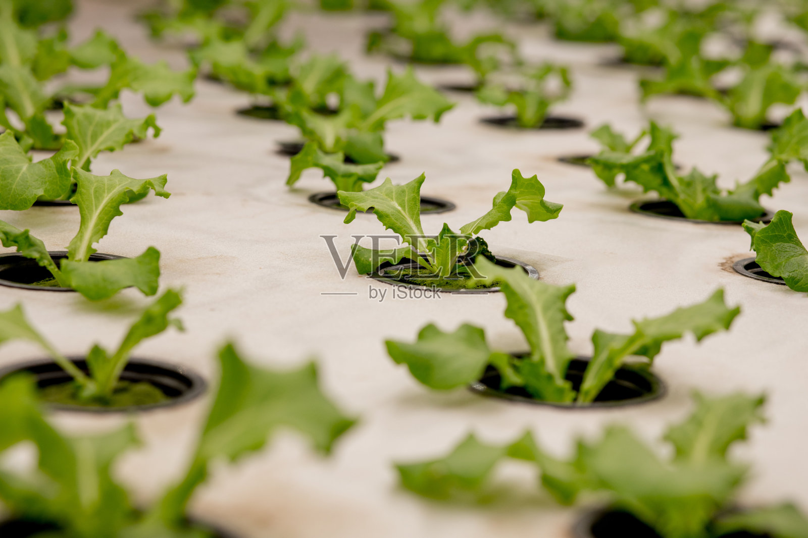 水培岩棉种子沙拉。准备在花园里种植植物。绿色的萌芽。滋生。照片摄影图片