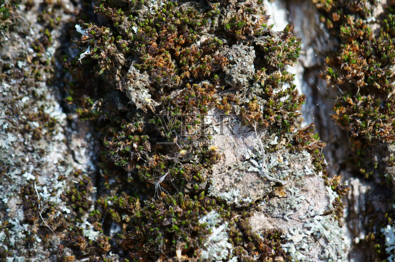 树皮上的绿色苔藓。照片摄影图片