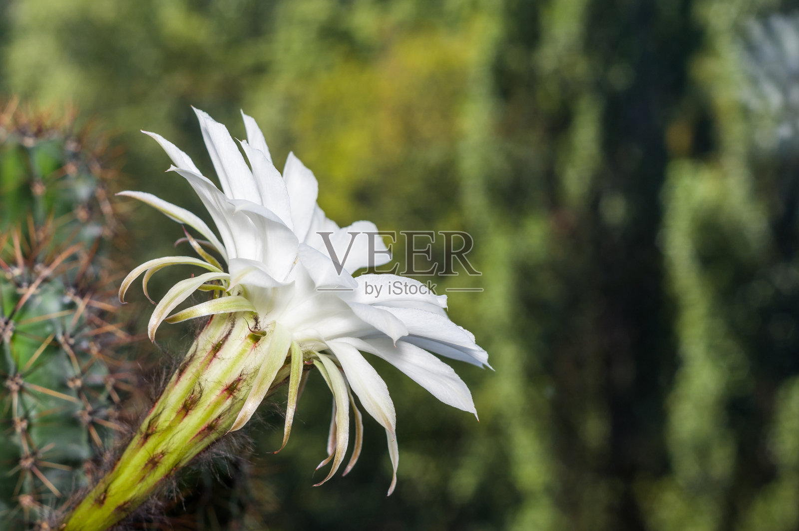 柔和的阳光下的仙人掌照片摄影图片