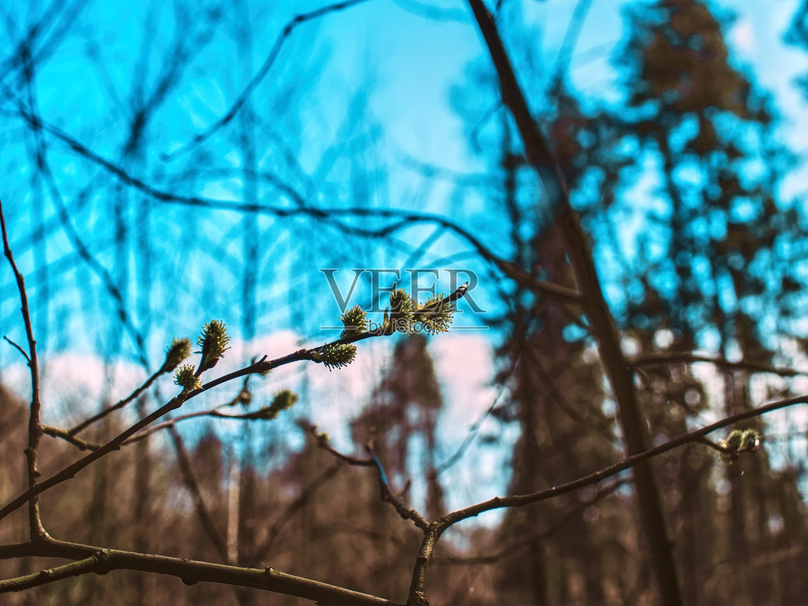 春天树枝上的嫩叶照片摄影图片