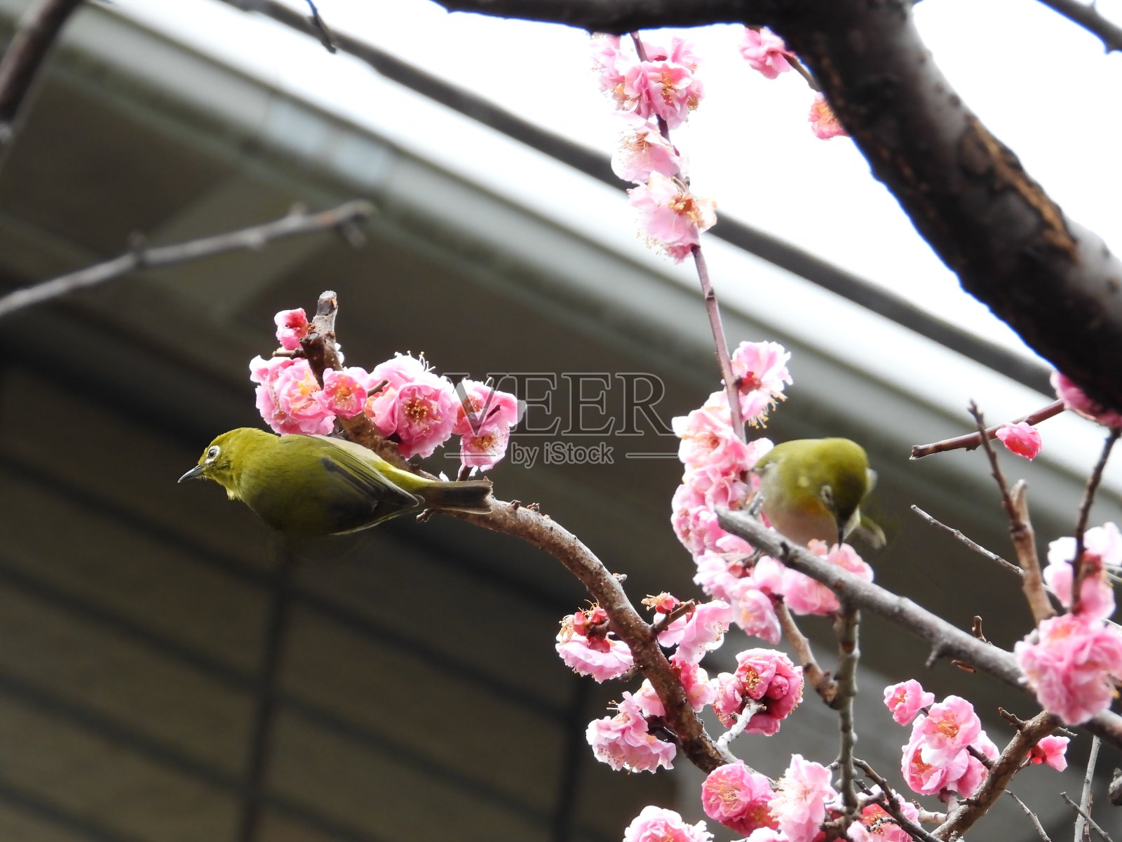 鸟和樱花照片摄影图片