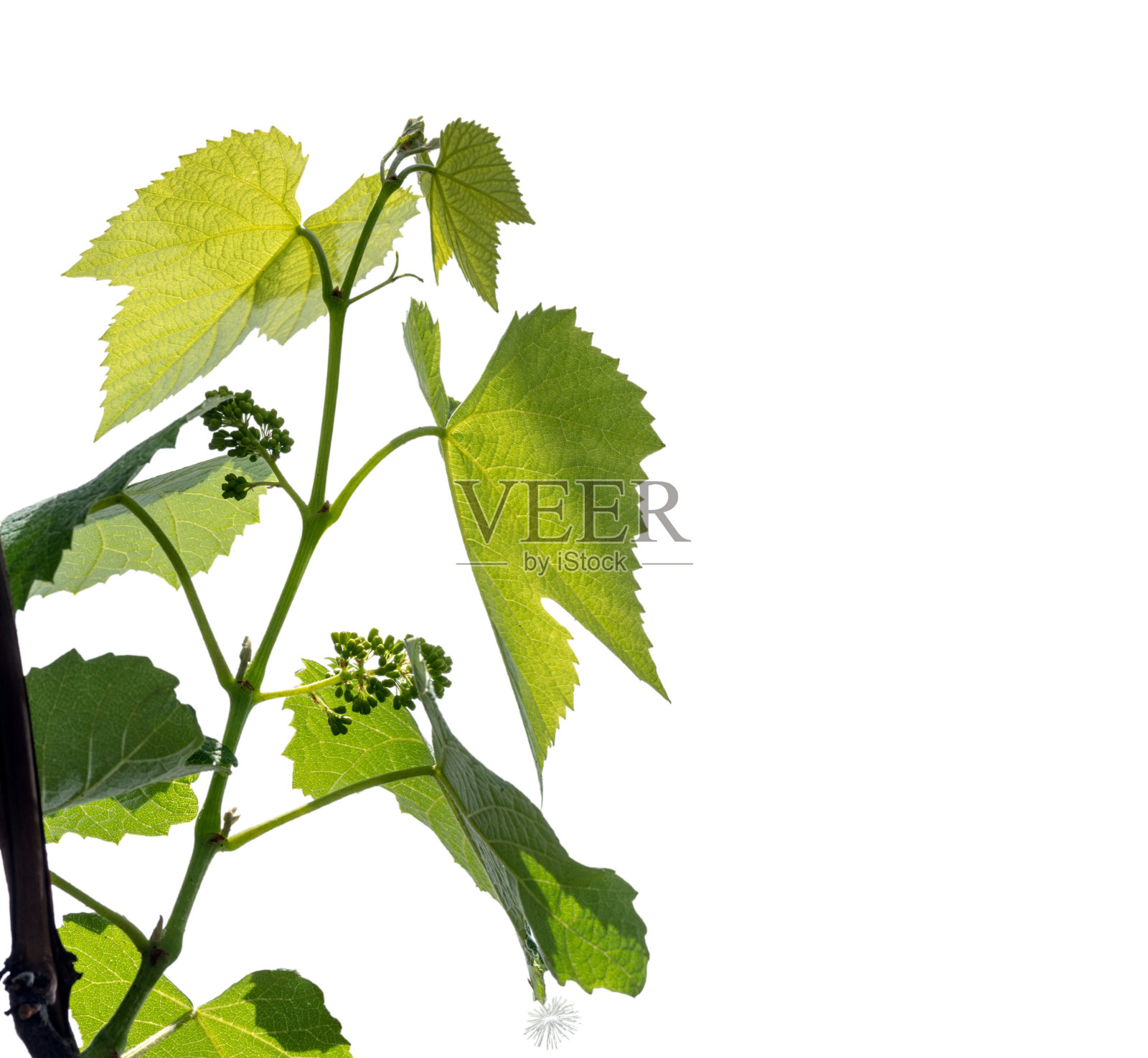 带有葡萄子房的年轻葡萄藤的质地照片摄影图片