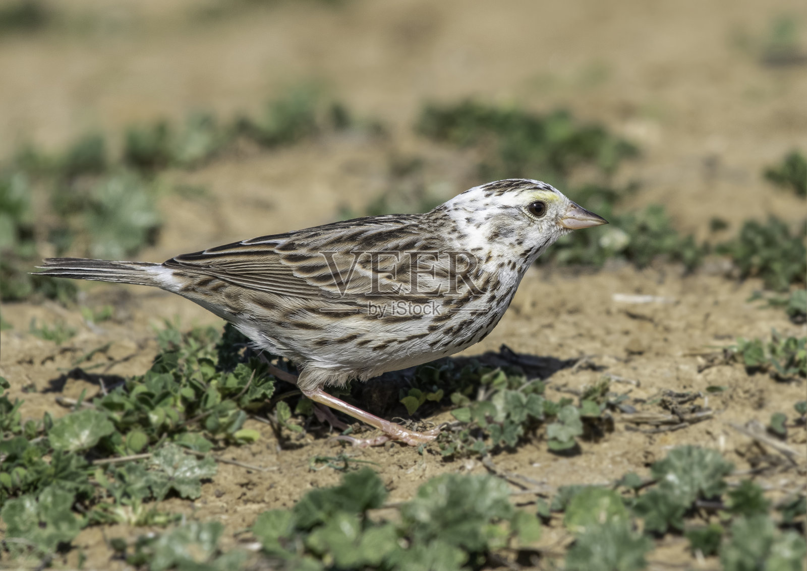 罕见的白歌雀照片摄影图片