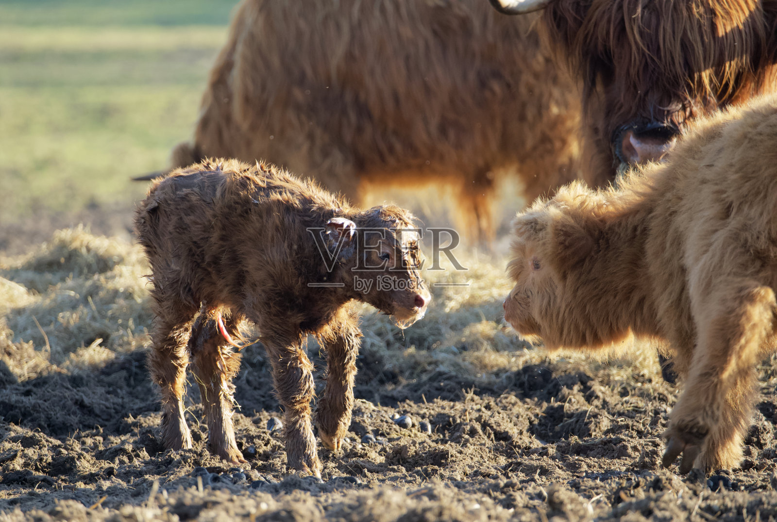 一个刚出生的牛犊的一个苏格兰高地在一个牛群与母亲包含在柔软的春天的光照片摄影图片