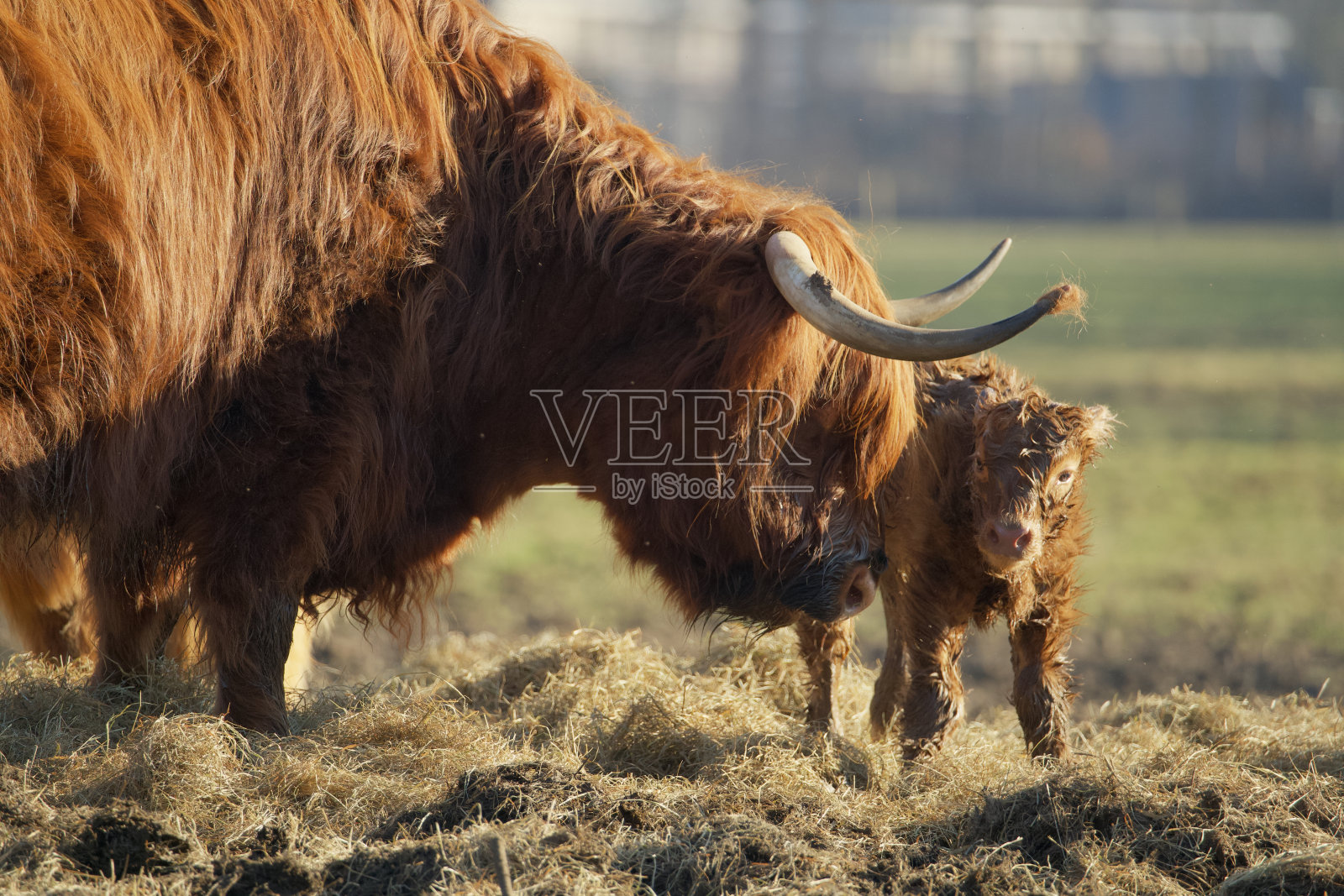 一个刚出生的牛犊的一个苏格兰高地在一个牛群与母亲包含在柔软的春天的光照片摄影图片