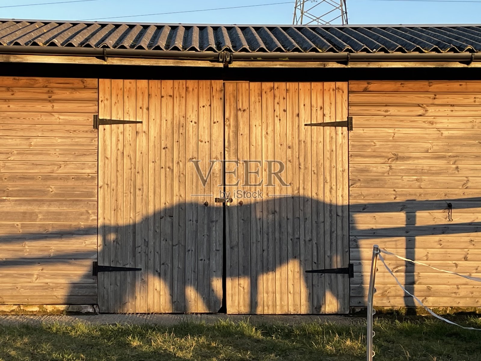 马的影子照片摄影图片