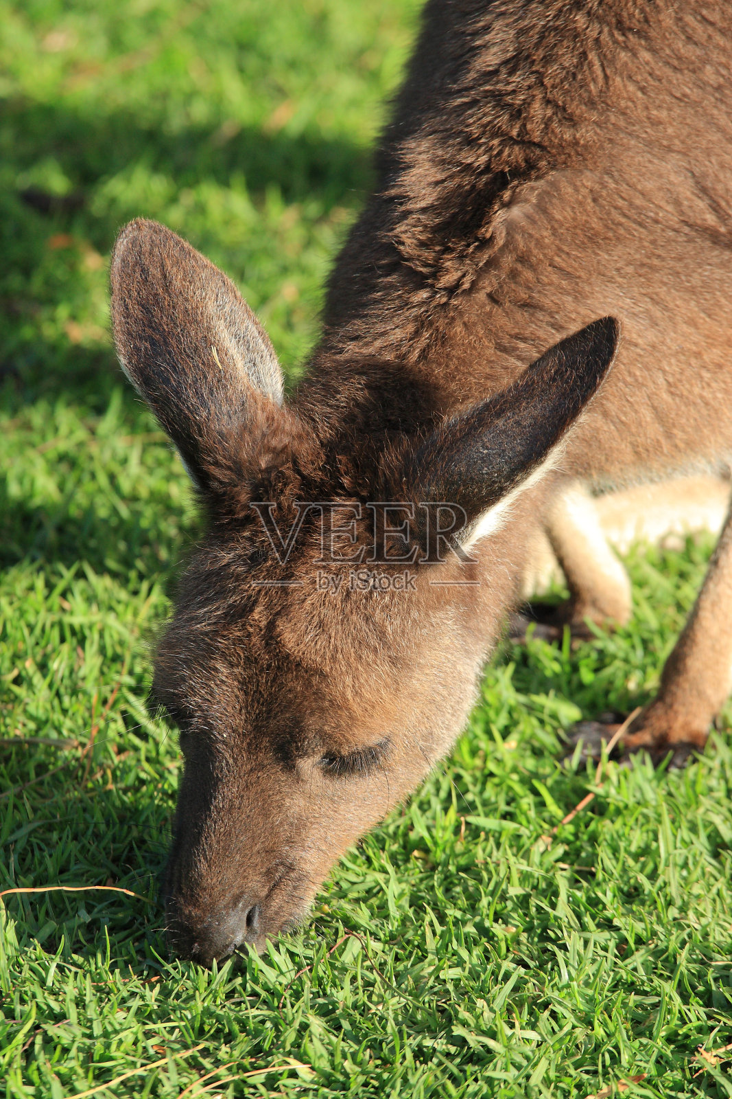 班尼特小袋鼠的特写镜头,红毛袋鼠,在南澳大利亚林肯港的一个农场里吃草照片摄影图片