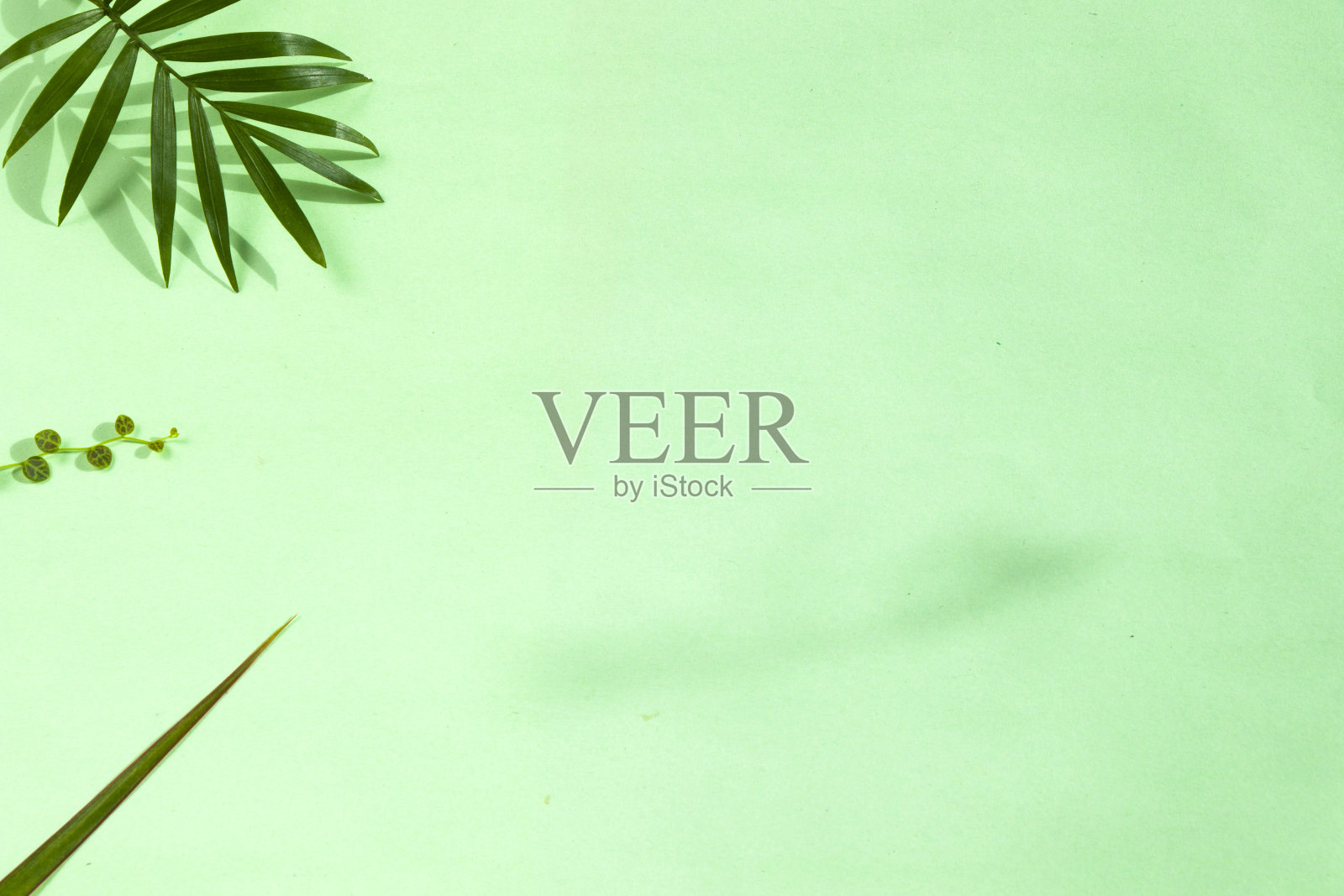 室内棕榈树叶,槟榔植物上以绿色为背景,视角高照片摄影图片