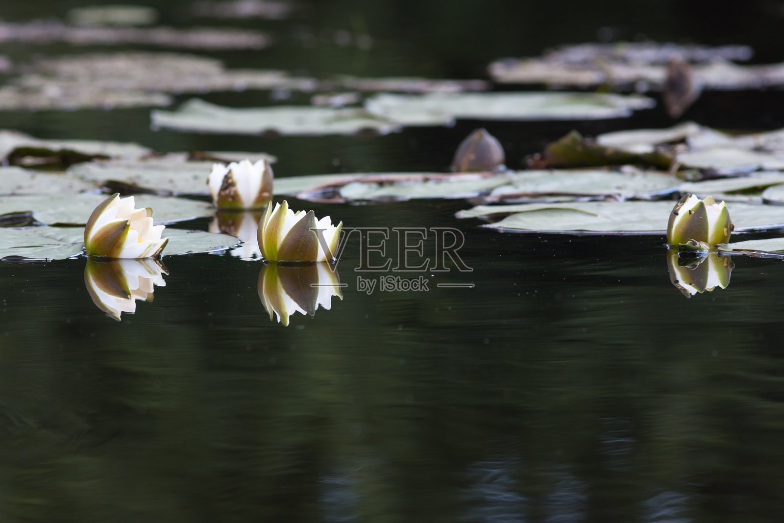 水中的睡莲照片摄影图片