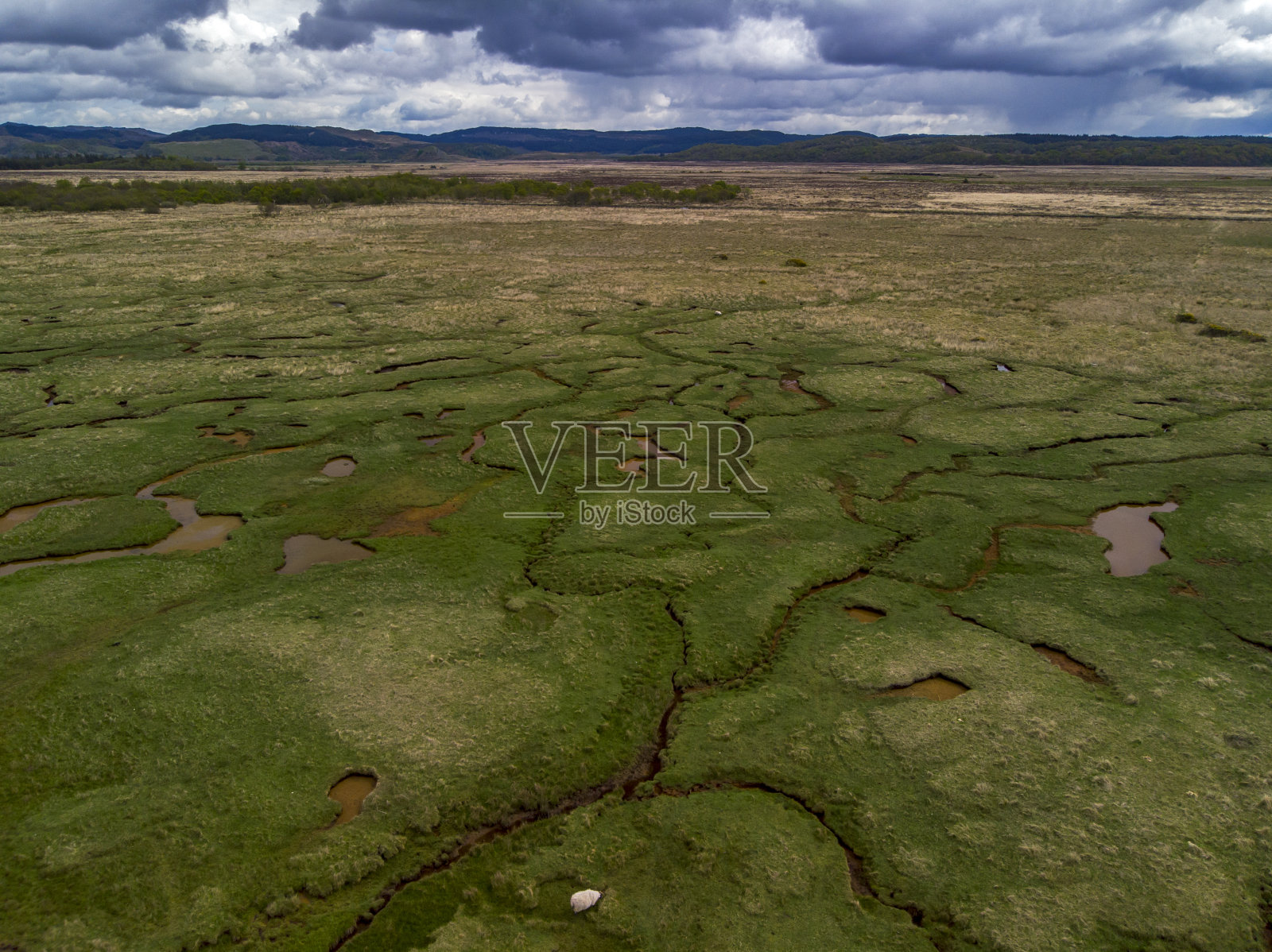 在欧洲苏格兰拍摄的羊景观。照片摄影图片