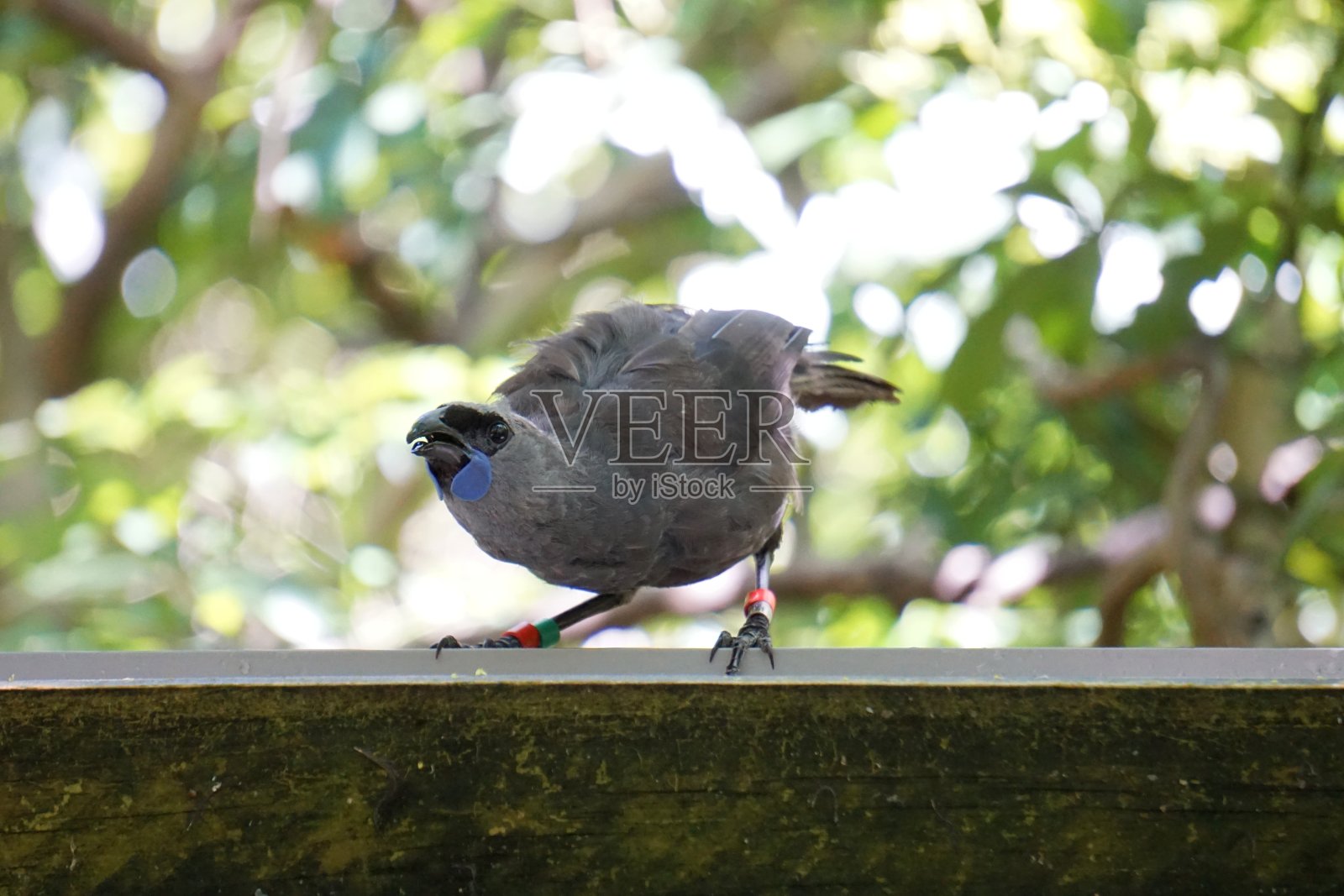 新西兰本土鸟-北岛Kokako - Callaeas wilsoni照片摄影图片