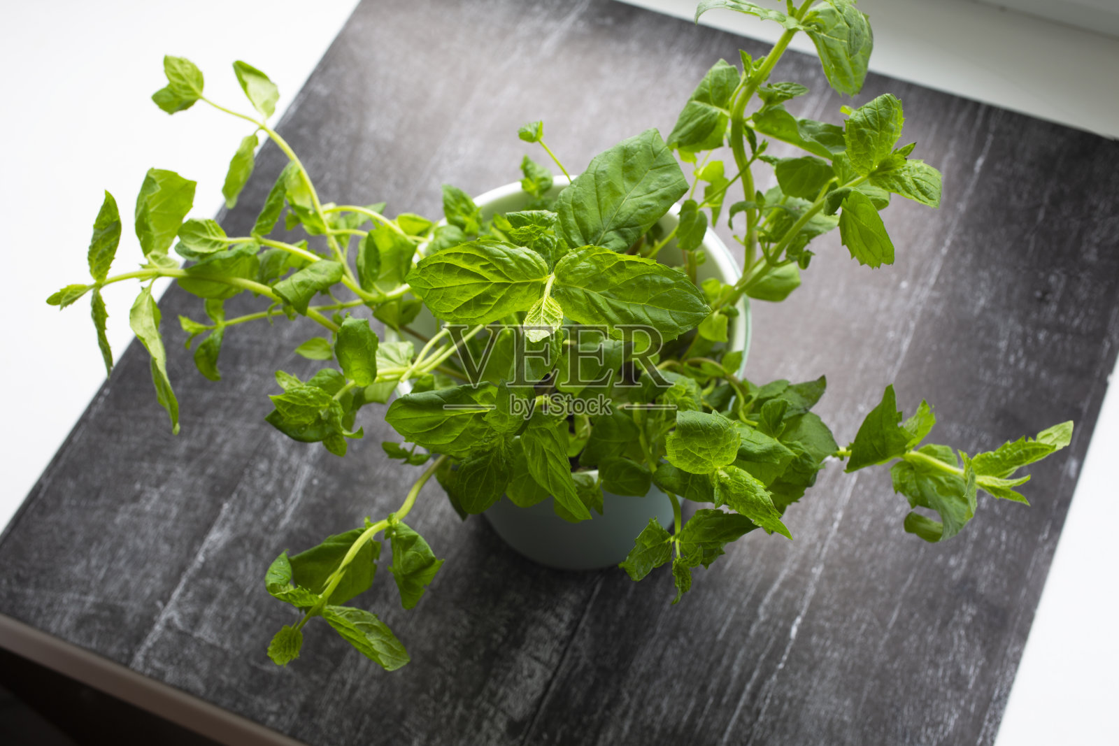 在花盆中种植绿色植物从花盆中商店。有用而美味的薄荷植物照片摄影图片