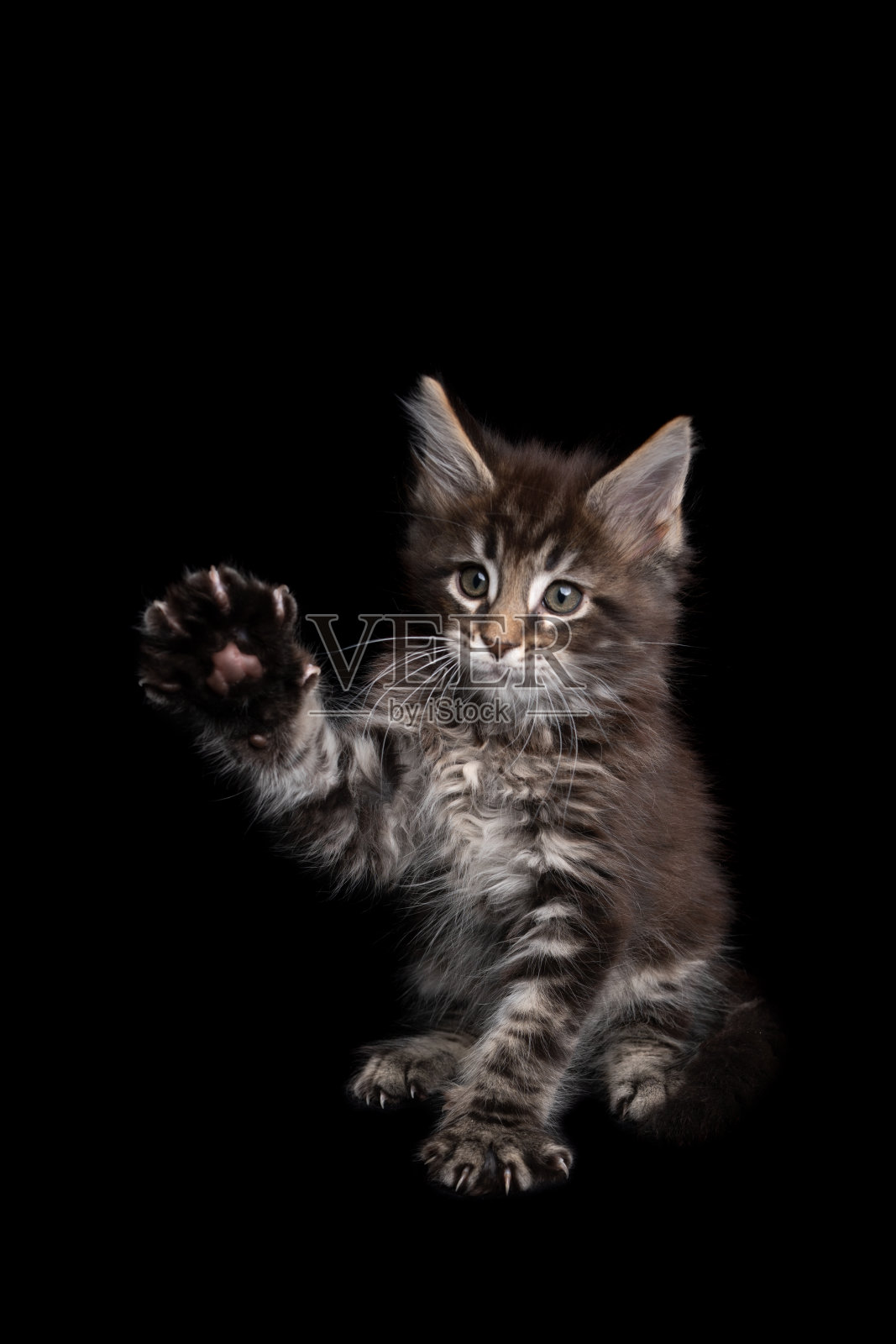 好奇顽皮的缅因猫举起爪子在黑色的背景照片摄影图片