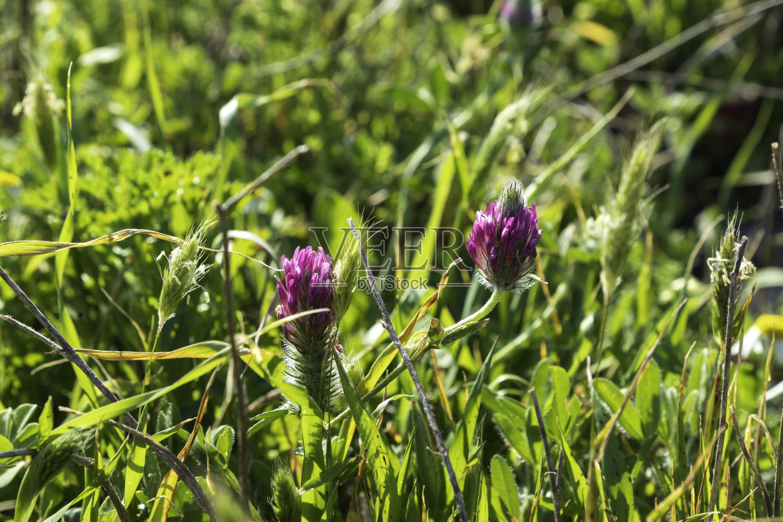 绿色植被中盛开的野生紫色三叶草花照片摄影图片