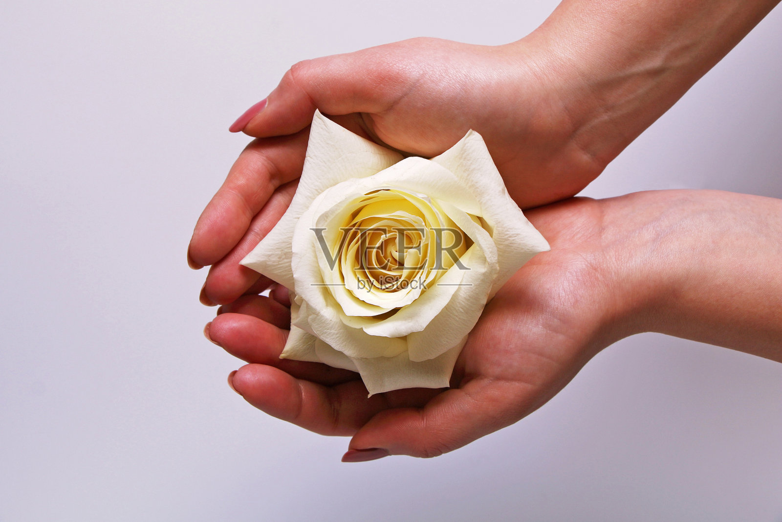 白色的玫瑰花蕾在女性手掌在白色的背景照片摄影图片