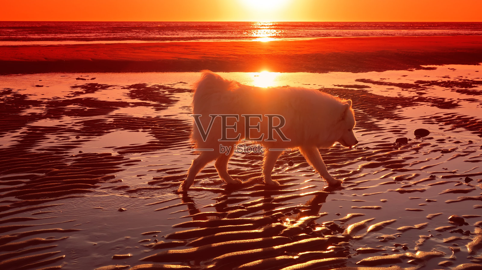 萨莫耶德人的狗照片摄影图片