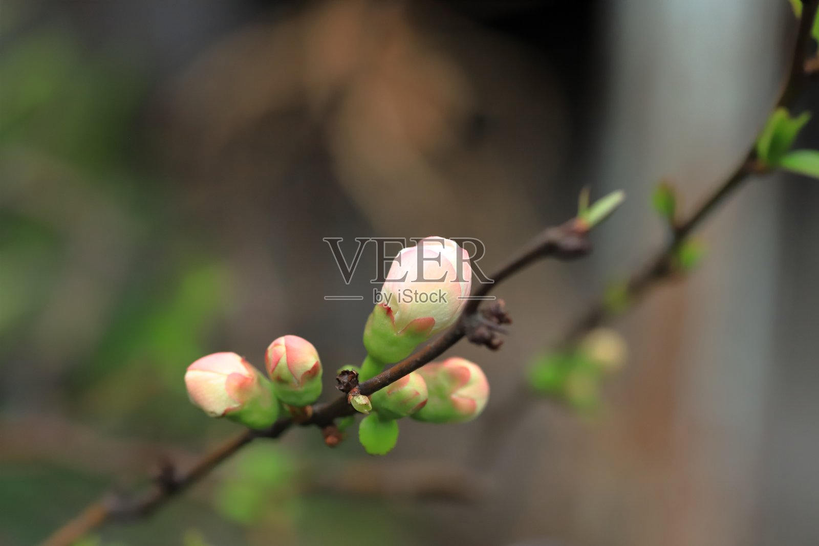 木瓜,开花的木瓜,中国的木瓜或日本的木瓜照片摄影图片