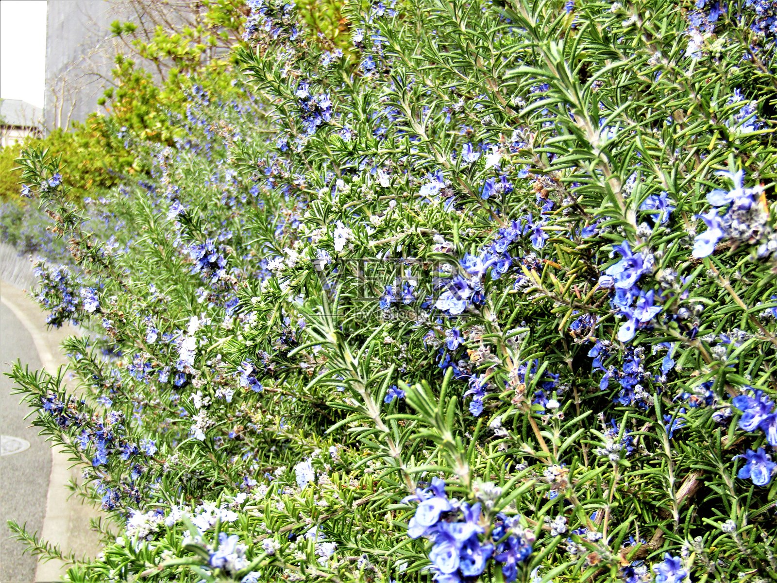 日本。2月。迷迭香巷盛开。照片摄影图片