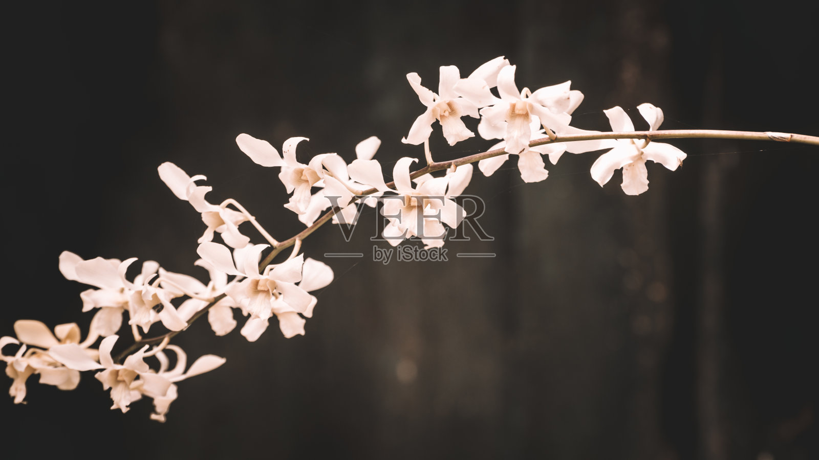 美丽的兰花花枝特写照片照片摄影图片