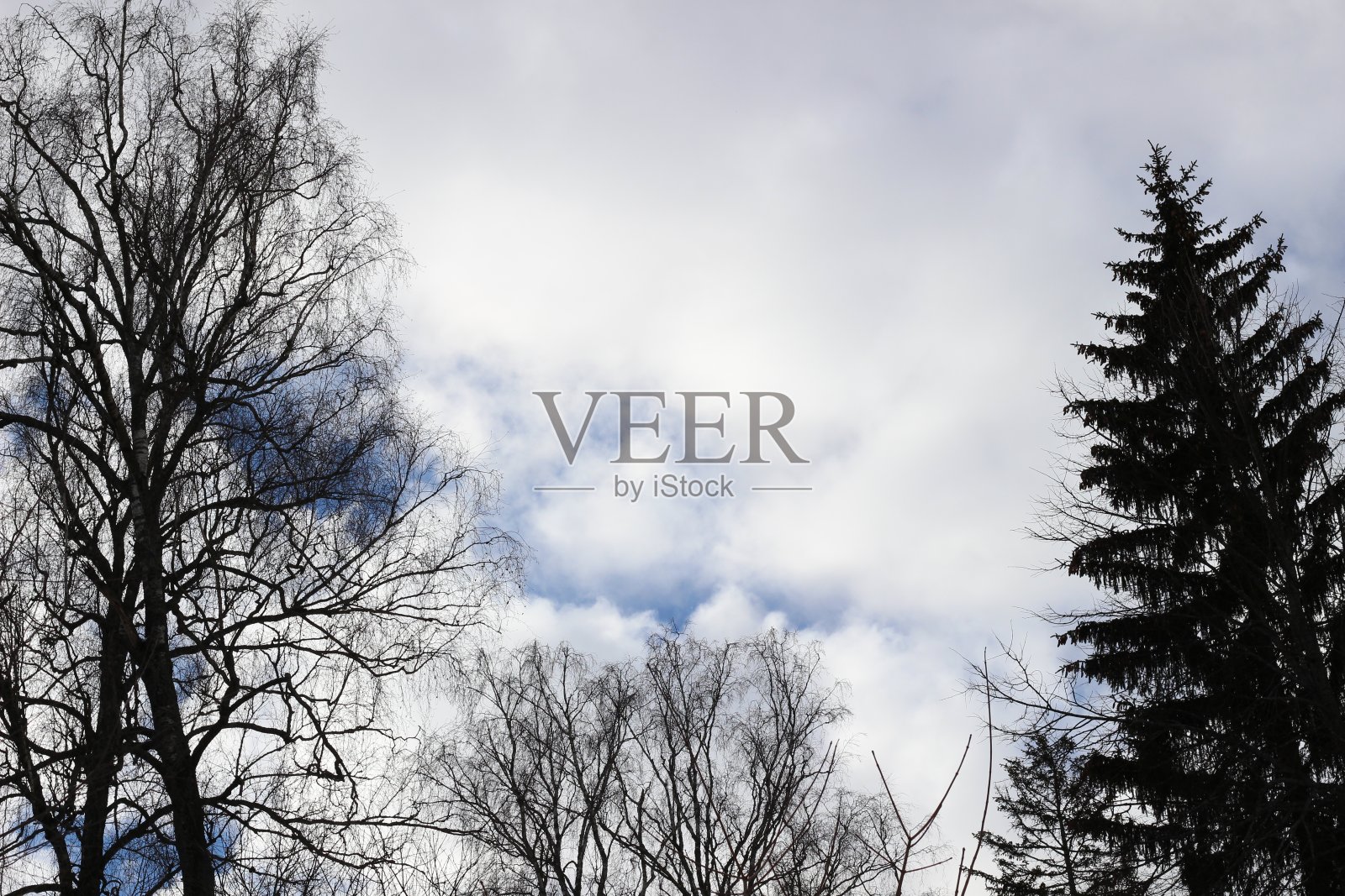 三月的俄罗斯多云的天空和冷杉,burcj树的顶部照片摄影图片