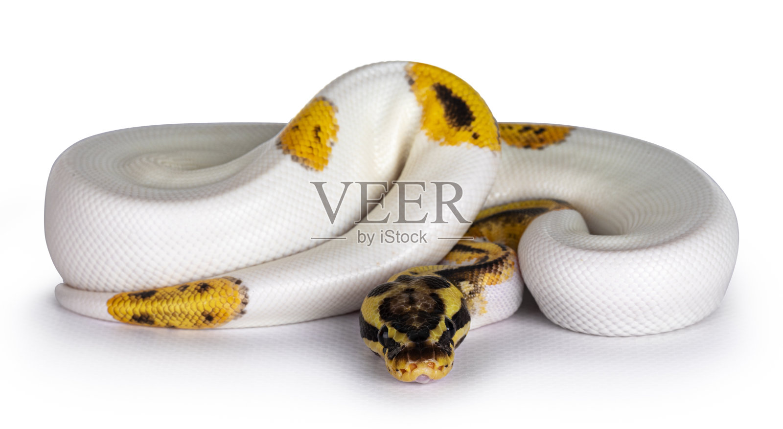 花斑球蟒在白色的背景照片摄影图片