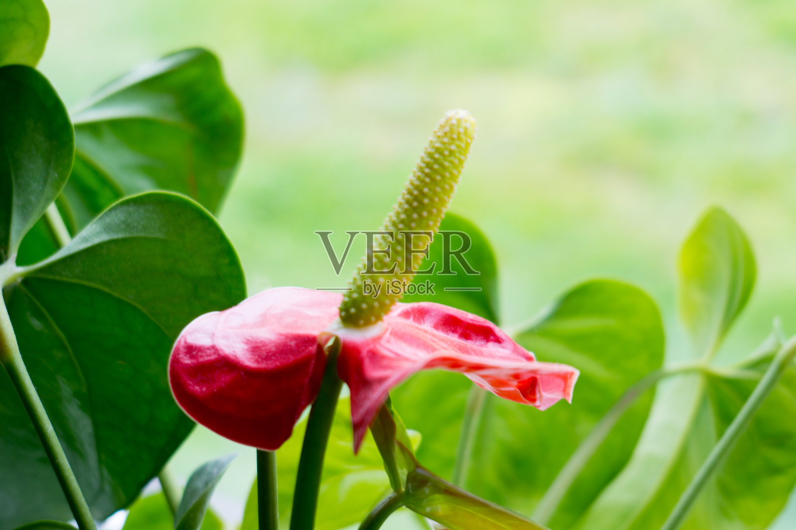 一个红色红掌花的特写。窗台上的家庭园艺。照片摄影图片