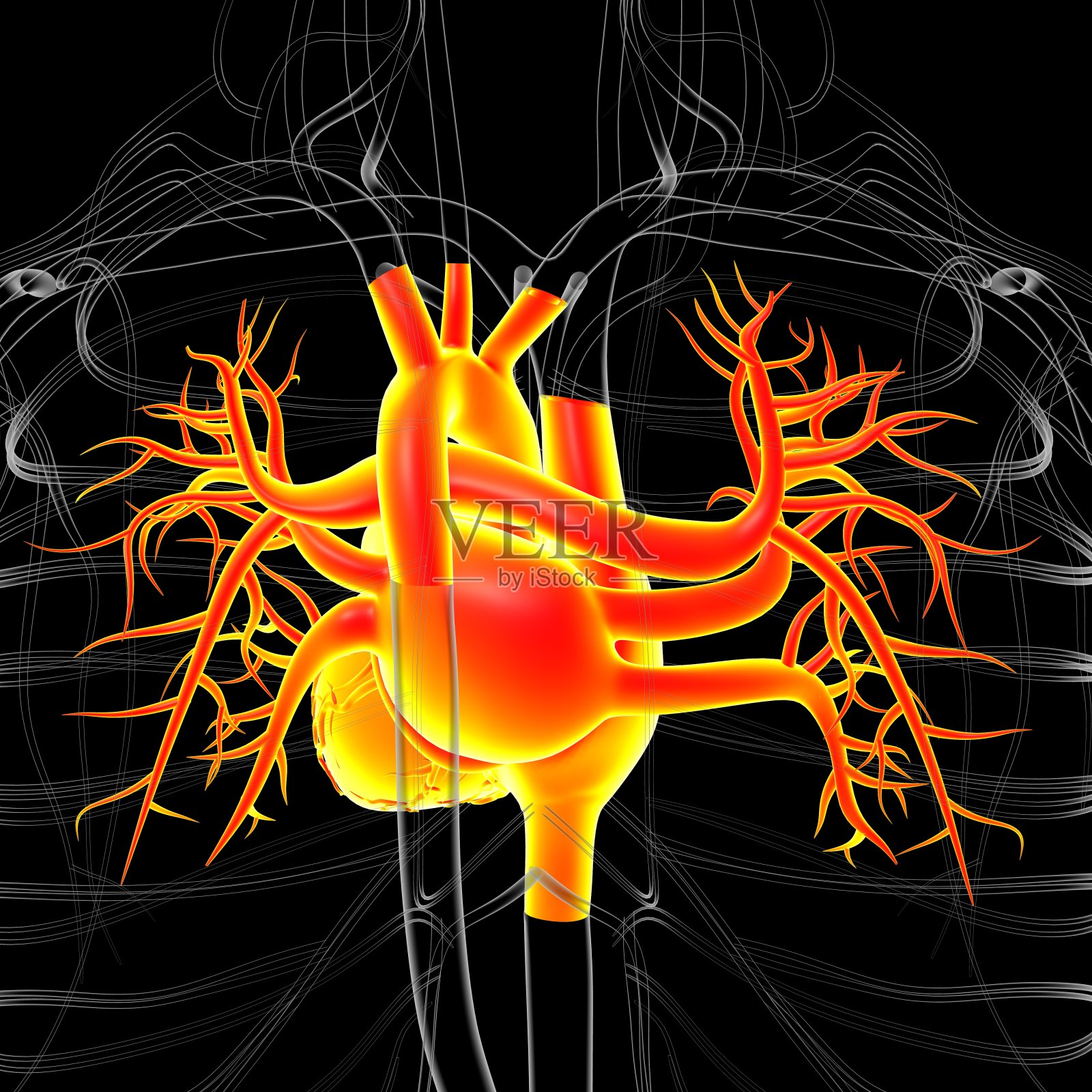 用于医学概念三维绘制的人体心脏解剖照片摄影图片