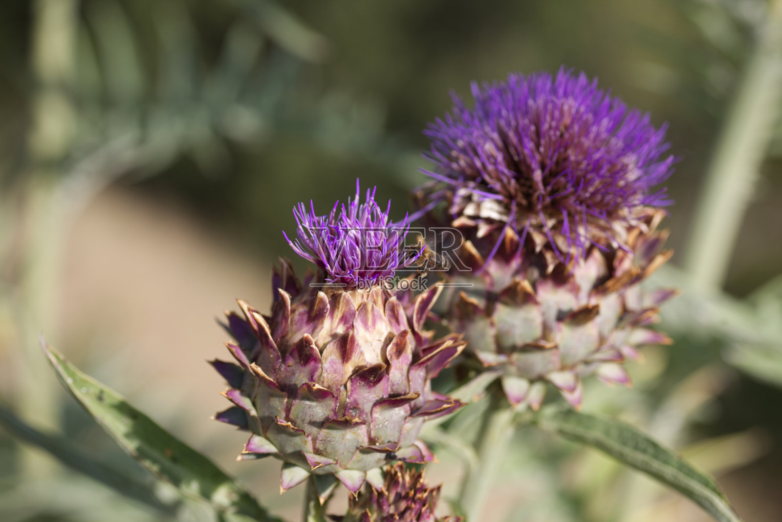 洋蓟照片摄影图片