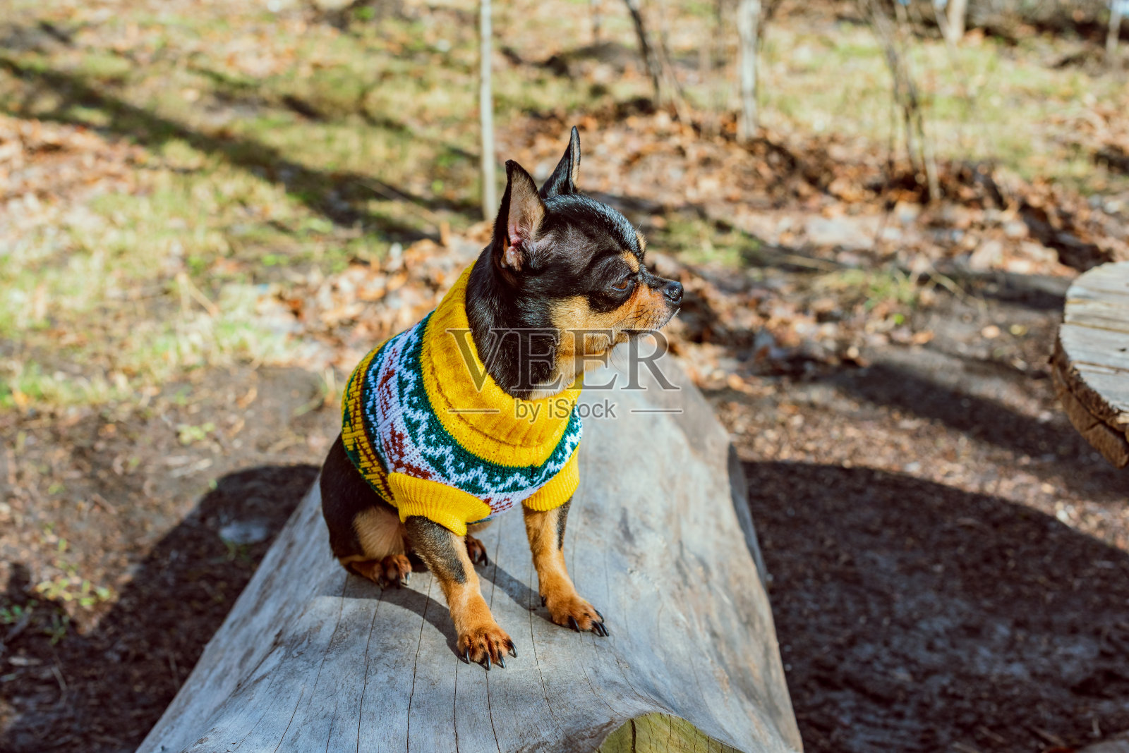 吉娃娃狗在狗的衣服黄色毛衣的背景上的自然。照片摄影图片