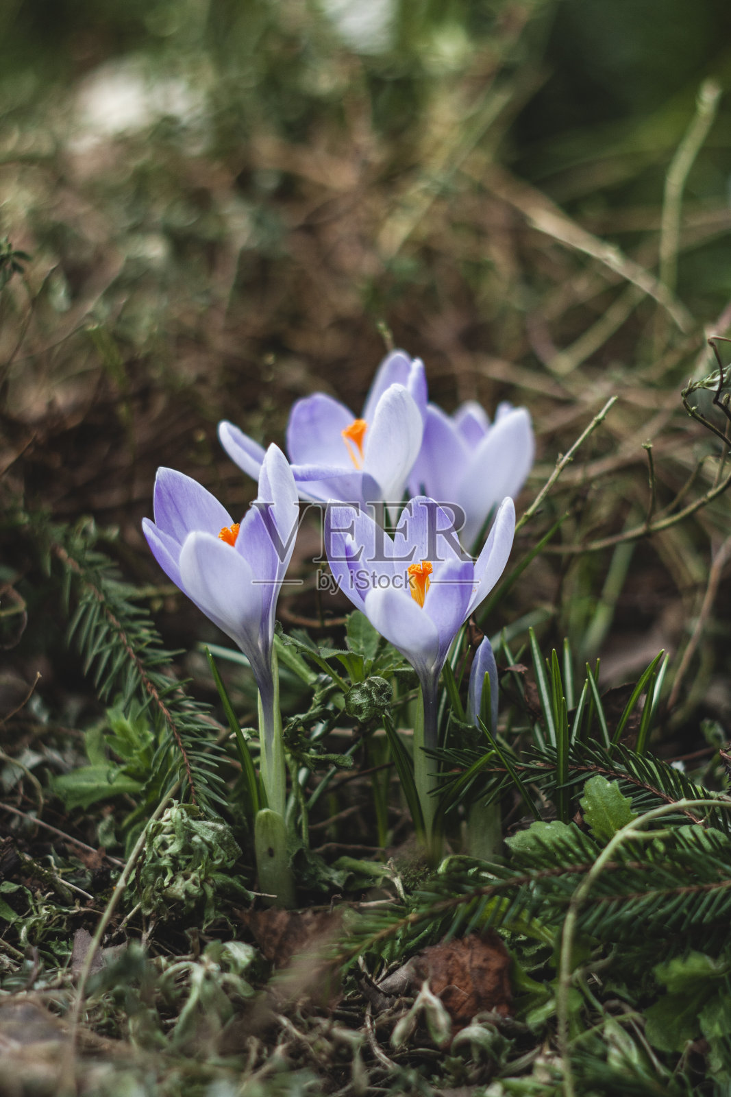 春季的蓝色番红花特写照片摄影图片