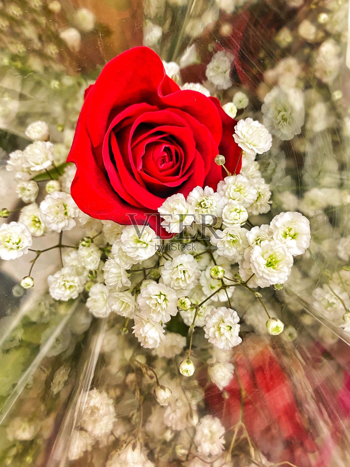 红玫瑰照片摄影图片