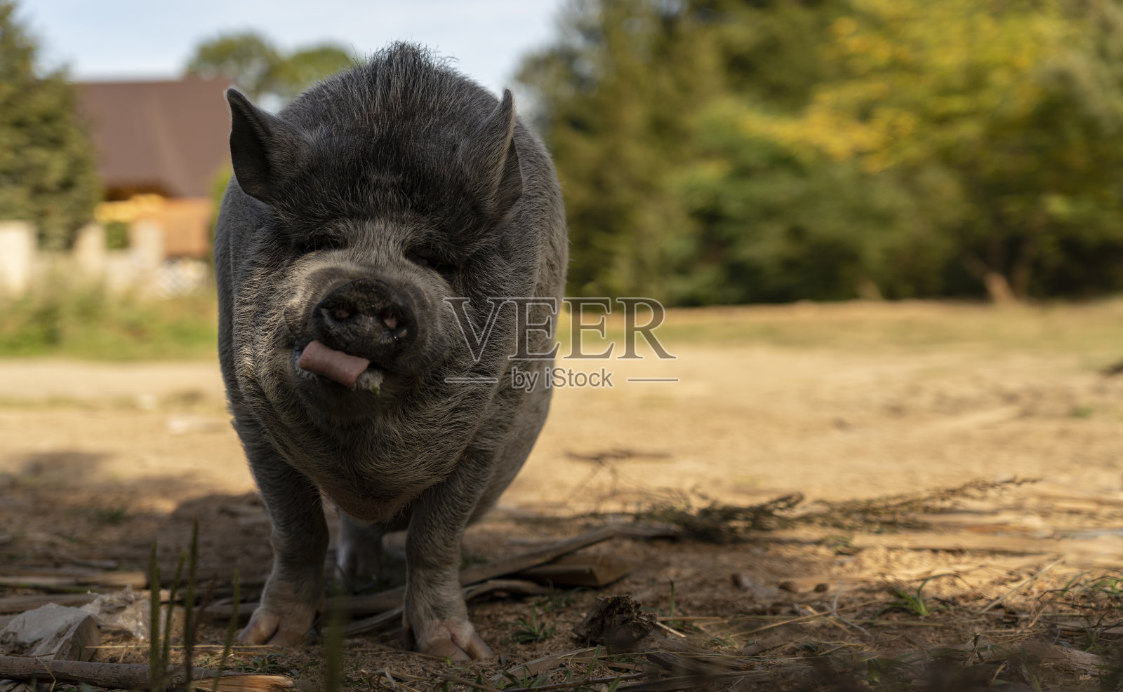 滑稽装饰农场猪看着相机与复制空间照片摄影图片
