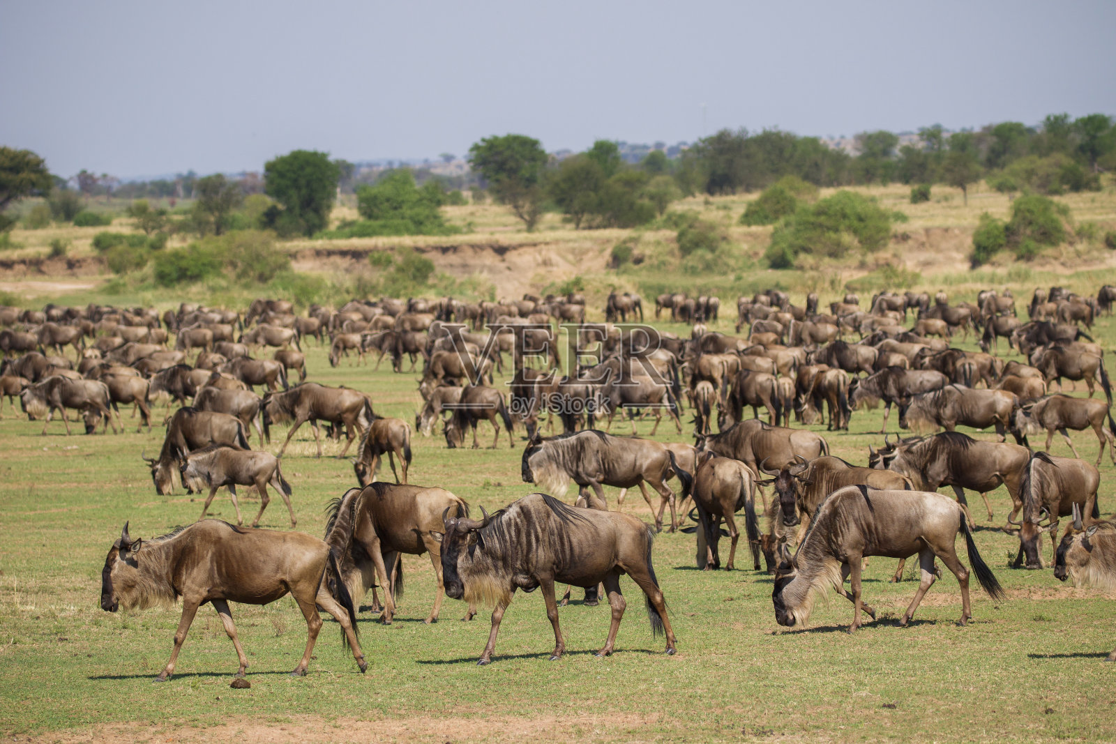 野蜂硬化照片摄影图片