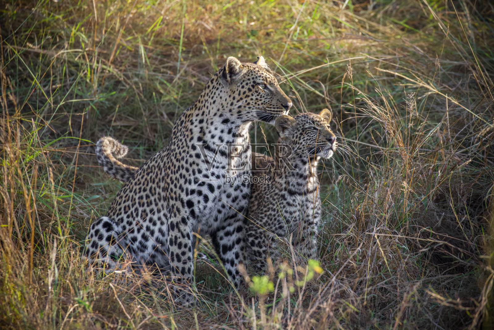 豹妈妈和幼崽照片摄影图片
